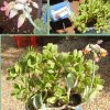 Cotyledon orbiculata-